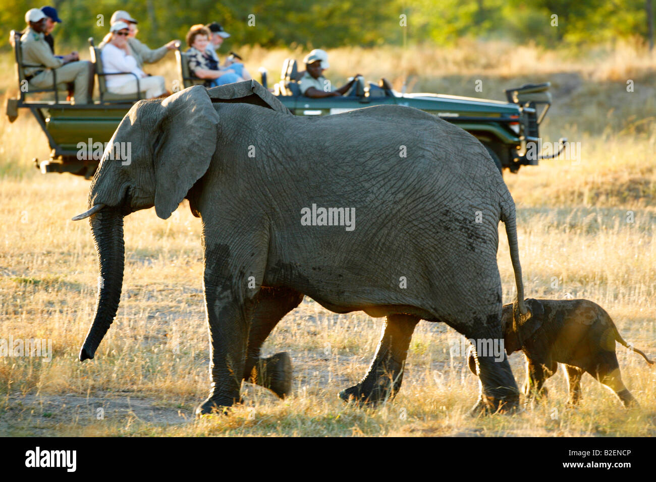 I turisti guarda un elefante africano di mucca e il suo vitello da un aprire Safari veicolo Foto Stock