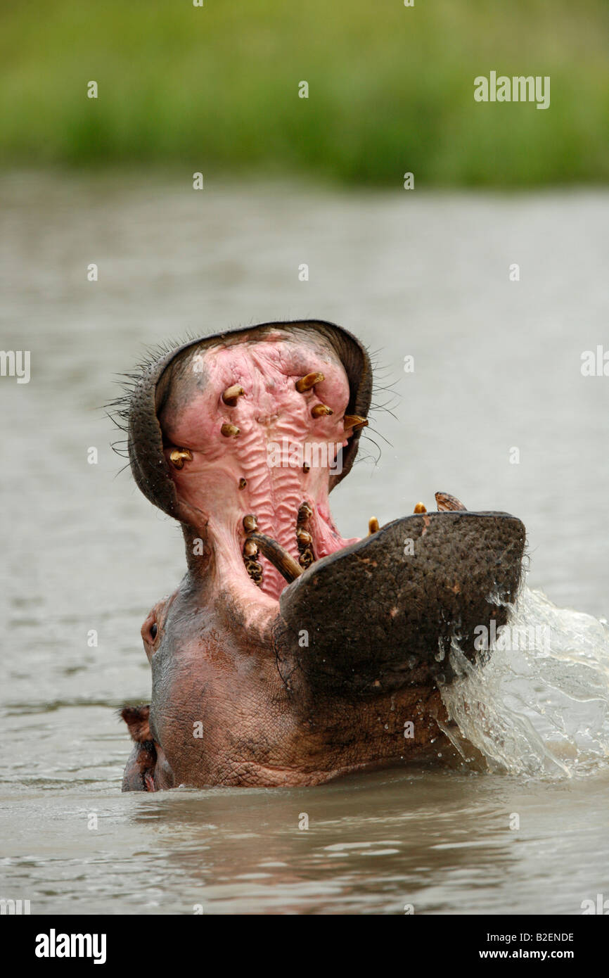 Ritratto di un ippopotamo sbadigli di gettare la sua testa di lato Foto Stock