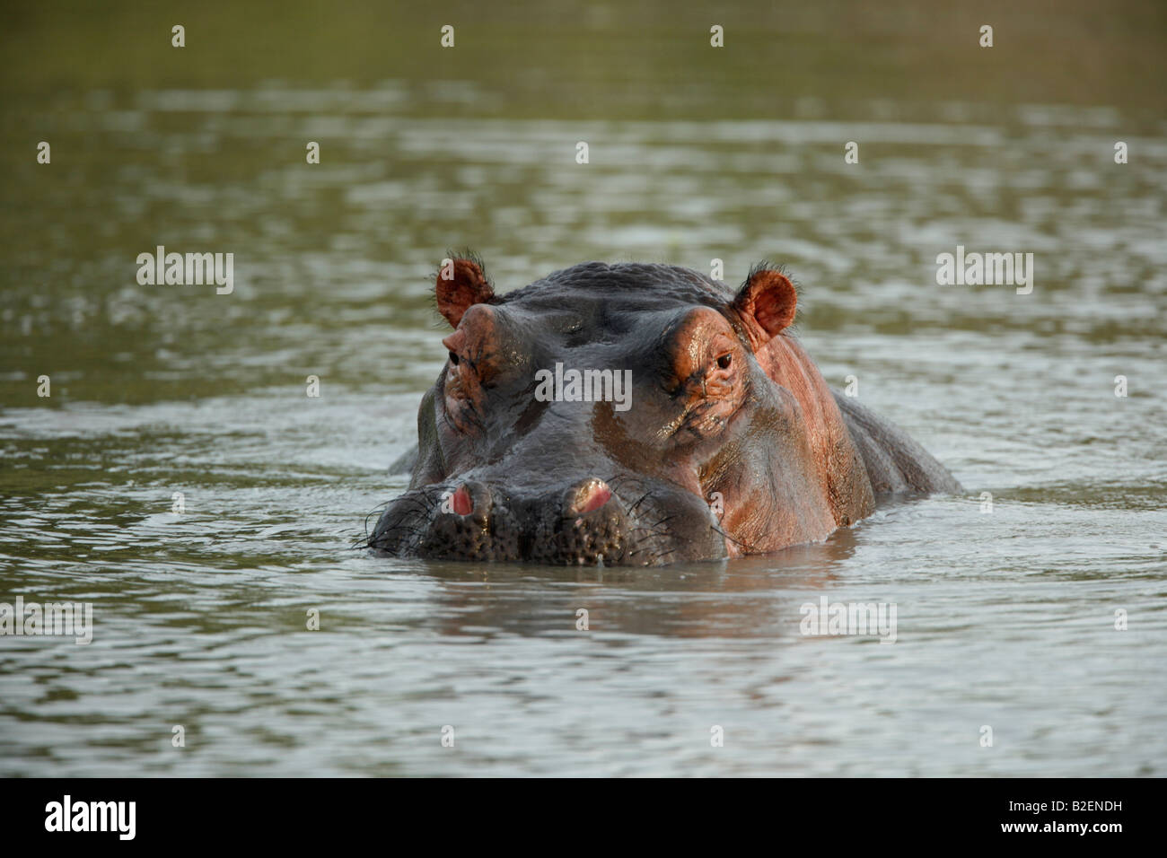 Ippopotamo ritratto con una postura aggressiva Foto Stock