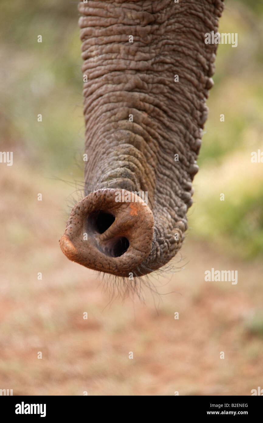 In prossimità di una narice fori sulla punta di un Africano elephant trunk Foto Stock