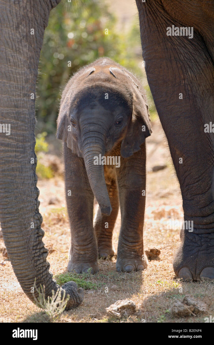 Un Baby Elephant incorniciato dalle madri del tronco e zampa anteriore. Foto Stock