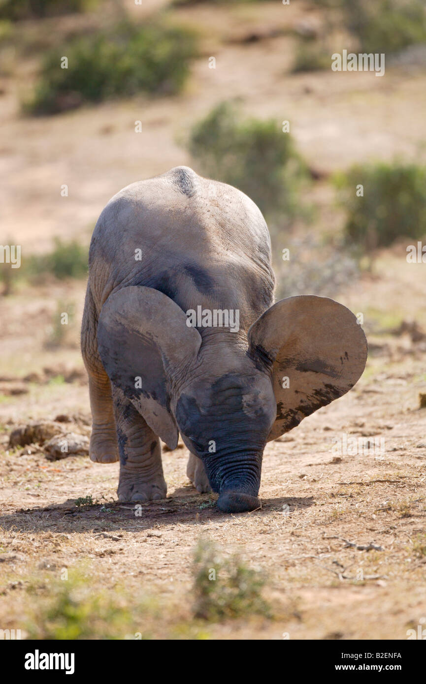 Un Baby Elephant si piega verso il basso per raccogliere qualcosa da terra con la sua bocca perché è ancora imparando a usare il suo tronco. Foto Stock