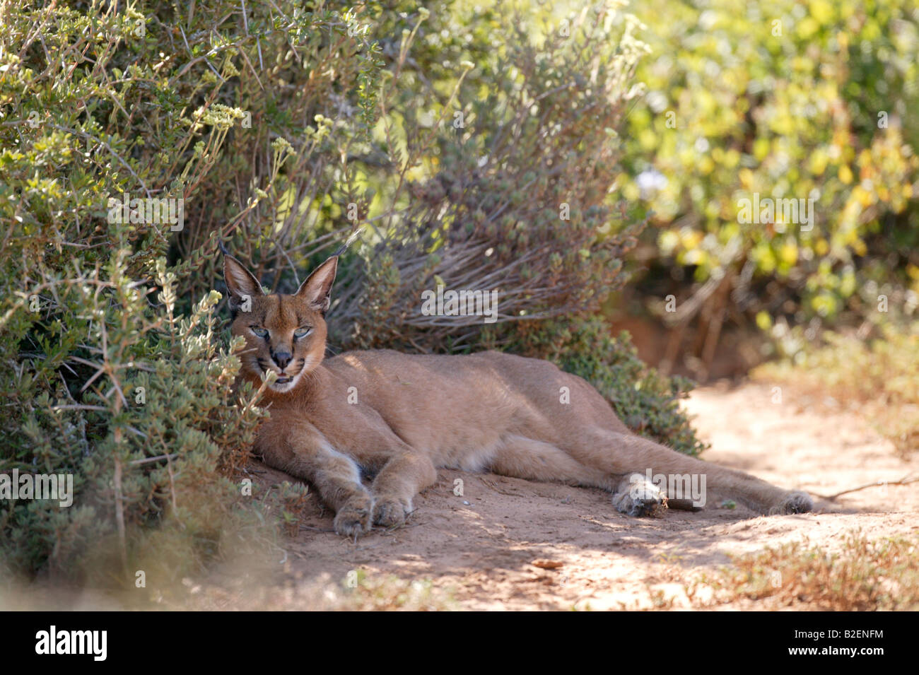 Caracal giacente all'ombra di una bussola. Questi gatti sono spesso ritenuti responsabili per gli attacchi alle pecore. Foto Stock