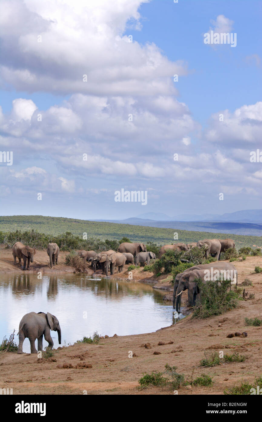 Una vista panoramica di elefanti di bere dal bordo di un fiume nel Parco Nazionale di Addo Foto Stock