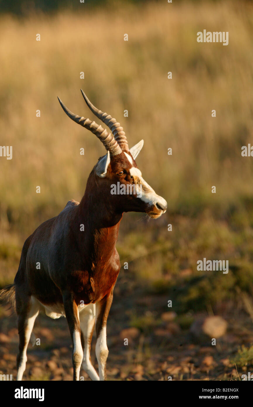 Ritratto di una ram blesbok Foto Stock
