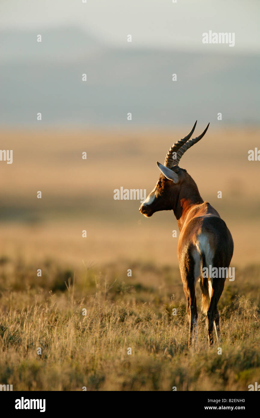 Vista panoramica di una ram blesbok Foto Stock