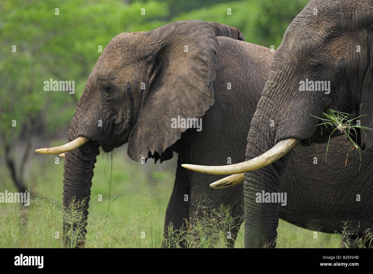 Vista laterale ritratto di due elefanti in pascolo verde area boschiva Foto Stock