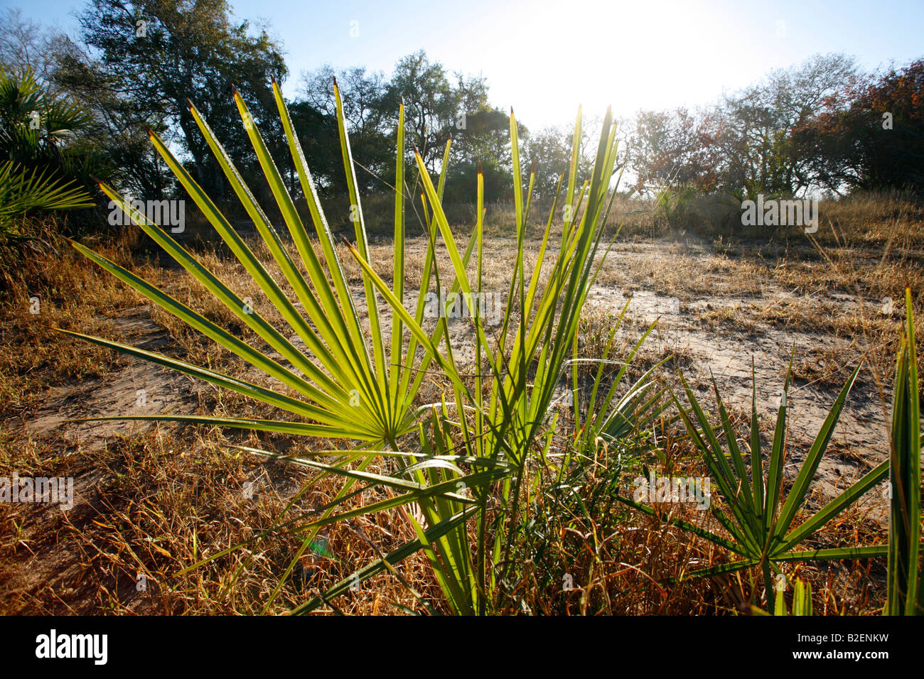 Vegetazione autoctona nella Zinave National Park Foto Stock