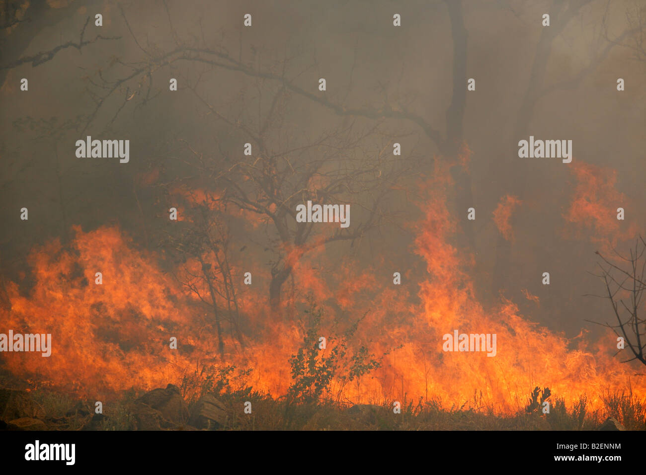 Bush fuoco durante la stagione secca nel bushveld Foto Stock