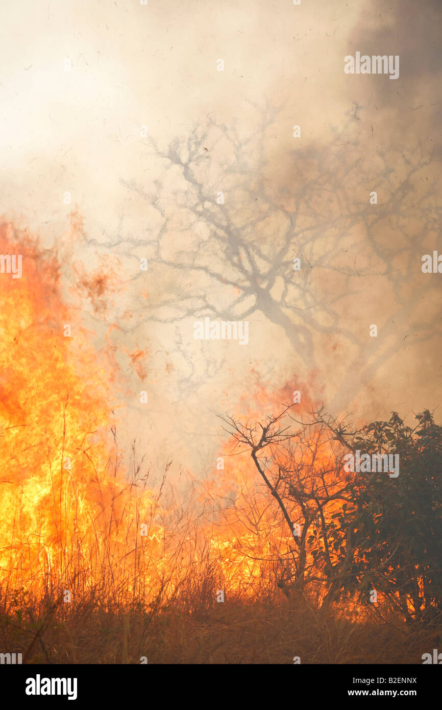 Bush fuoco durante la stagione secca nel bushveld Foto Stock