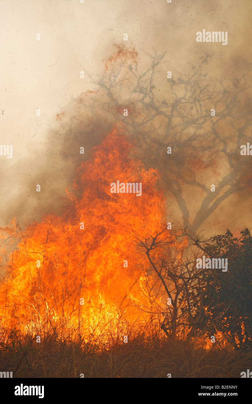 Bush fuoco durante la stagione secca nel bushveld Foto Stock