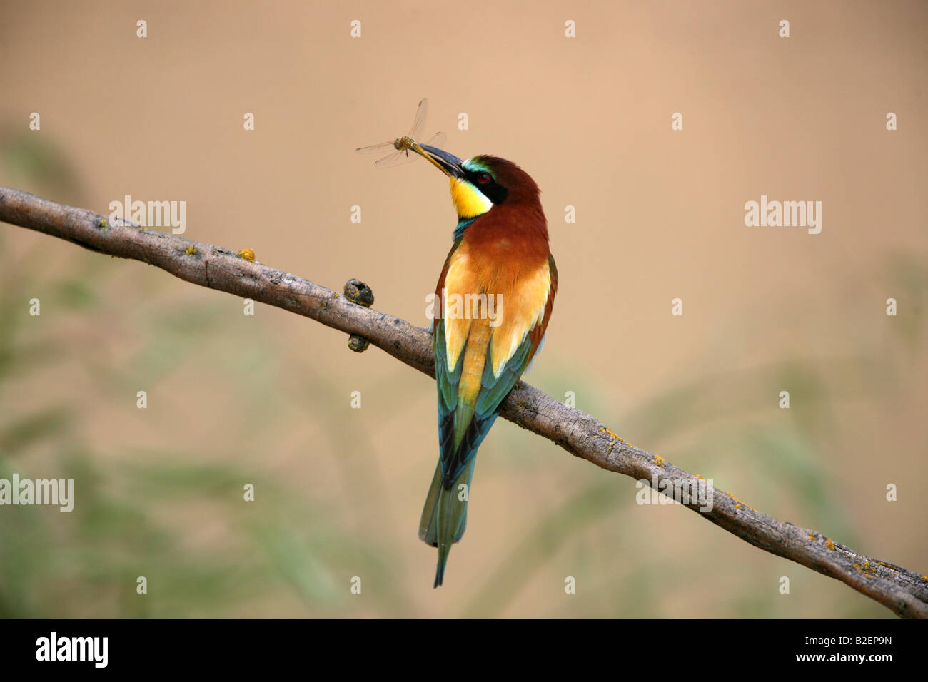 Unione Bee eater Merops apiaster dal fiume spagnolo Foto Stock