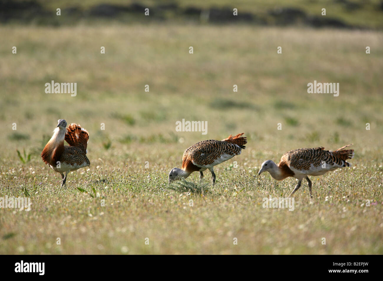 Grande Bustard Otis tarda tre alimentando in Extremadura Foto Stock