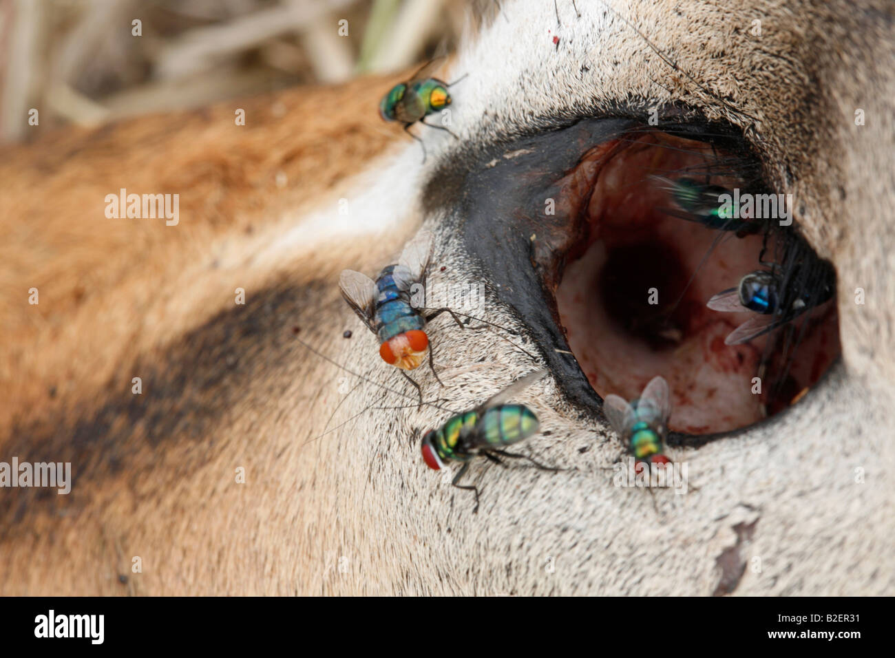 Il cavo presa agli occhi di un morto impala circondato da mosche Foto Stock