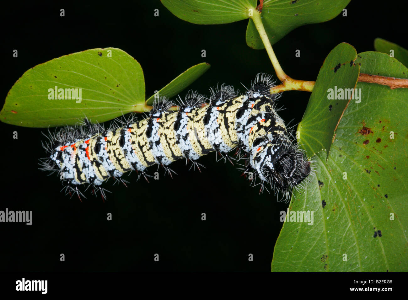 Close-up di un worm mopane (Imbrasia belina) alimentazione su una foglia di mopane Foto Stock