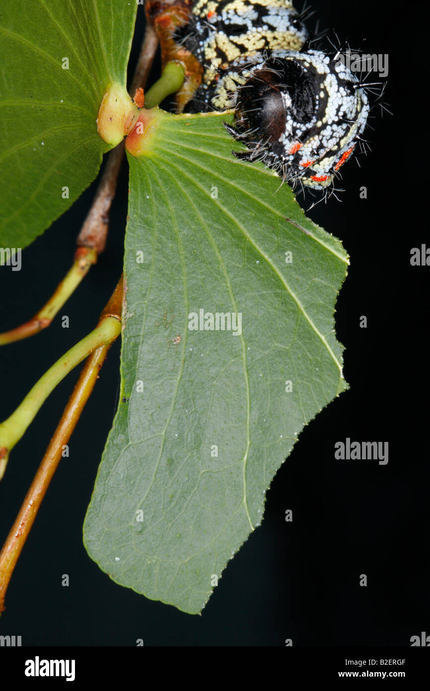 Close-up di un worm mopane (Imbrasia belina) alimentazione su una foglia di mopane Foto Stock