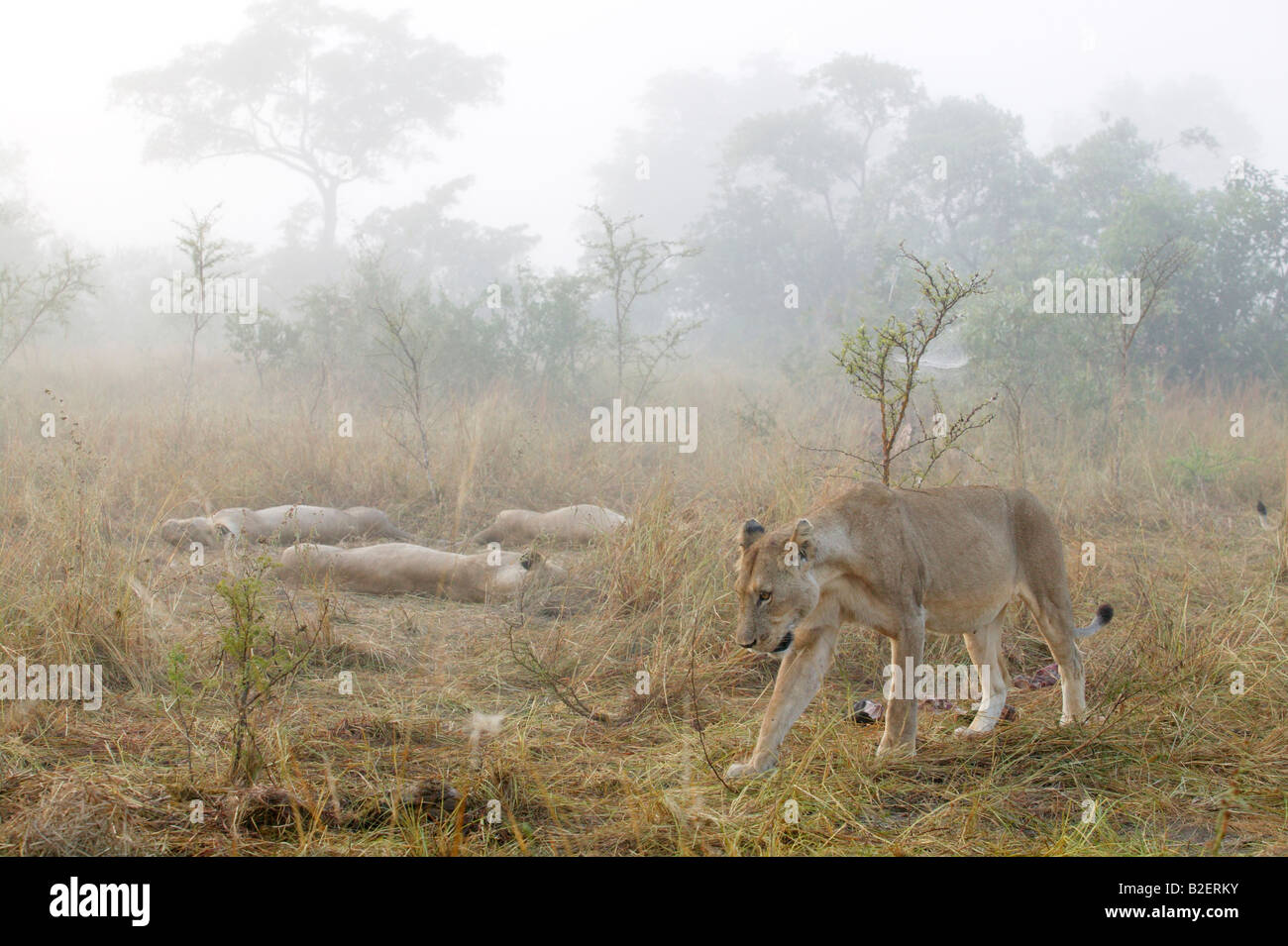 Un orgoglio dei leoni si trova a riposo dopo l'alimentazione in una nebbiosa mattina Foto Stock
