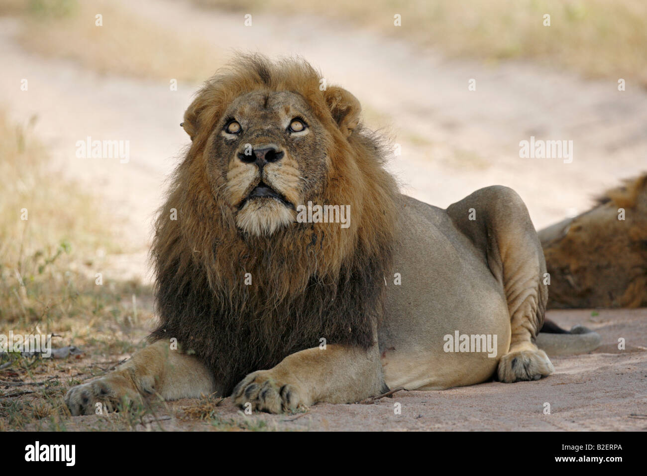 Gonfio lion immagini e fotografie stock ad alta risoluzione - Alamy