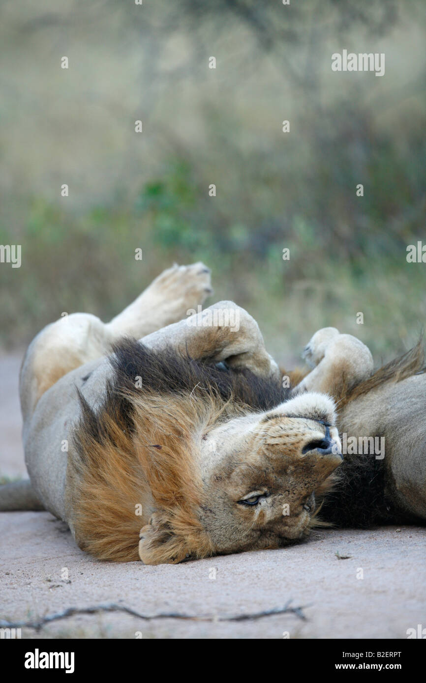 Un maschio di leone giacente sulla sua schiena accanto a uno dei suoi membri di orgoglio Foto Stock