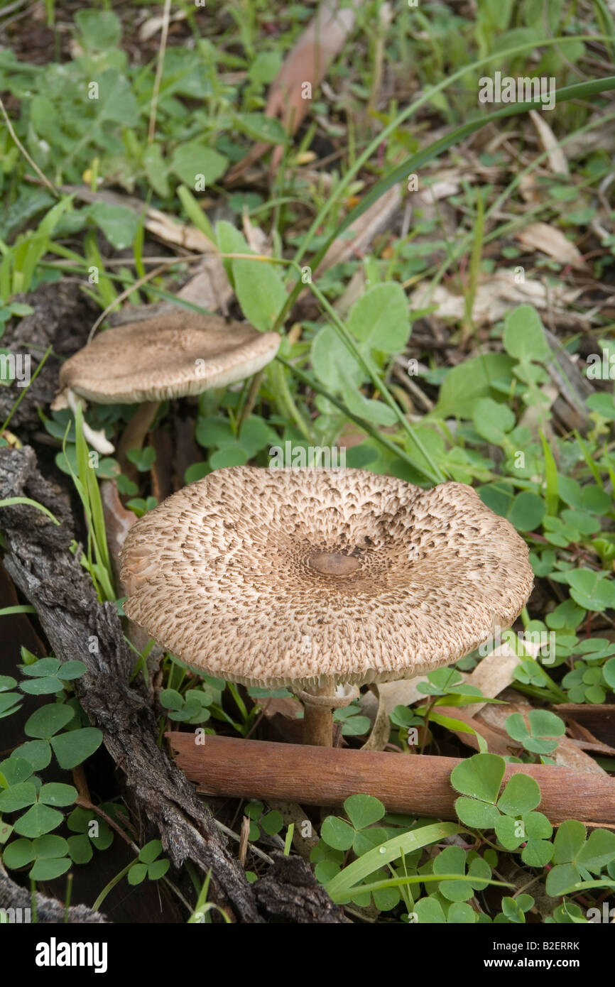 Funghi o toadstool con stelo, quasi certamente Macrolepiota procera dalla famiglia Lepiota. Foto Stock