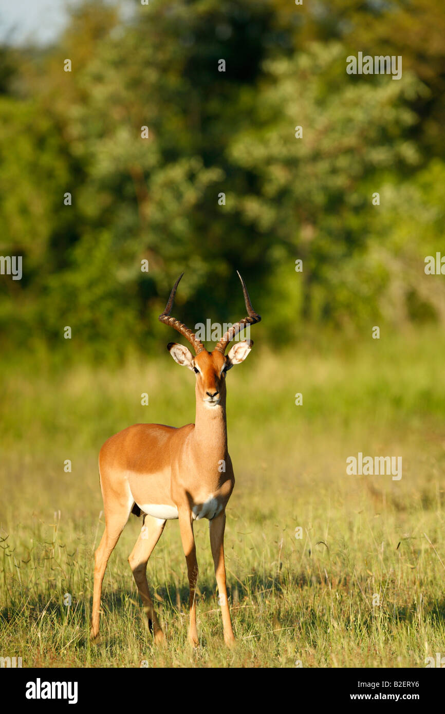 Un avviso impala ram Foto Stock