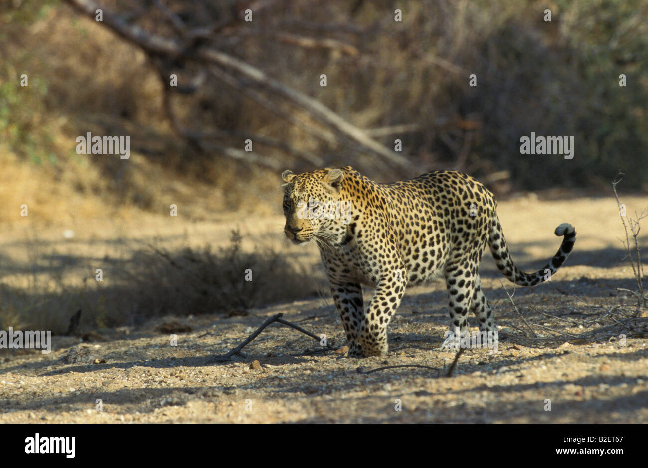 Maschio adulto leopard camminando lungo il secco Nyosi il letto del fiume Foto Stock