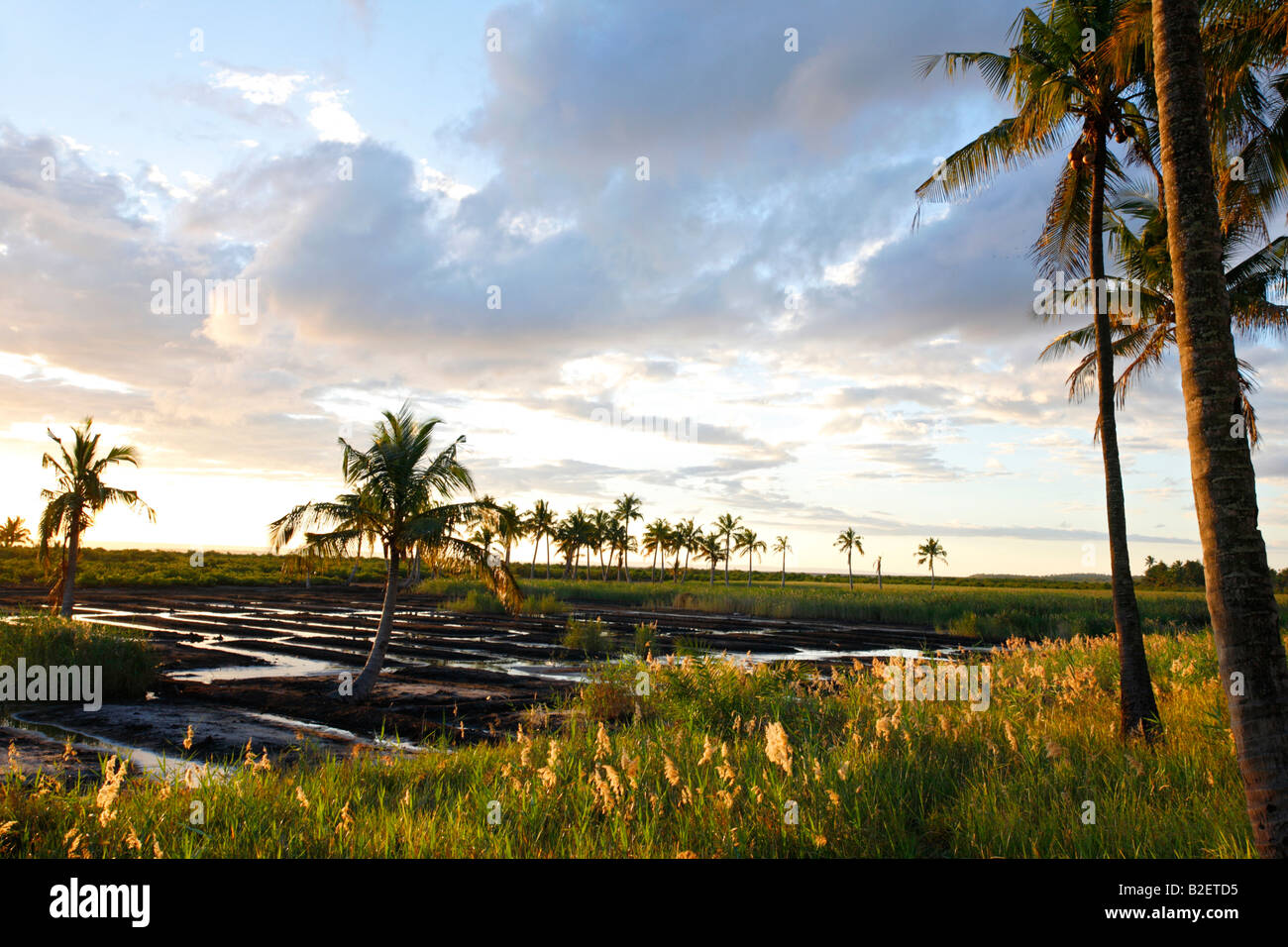 Pomeriggio caldo in illuminazione di palme da cocco sulla frangia di un'area di flood-irrigato orti Foto Stock
