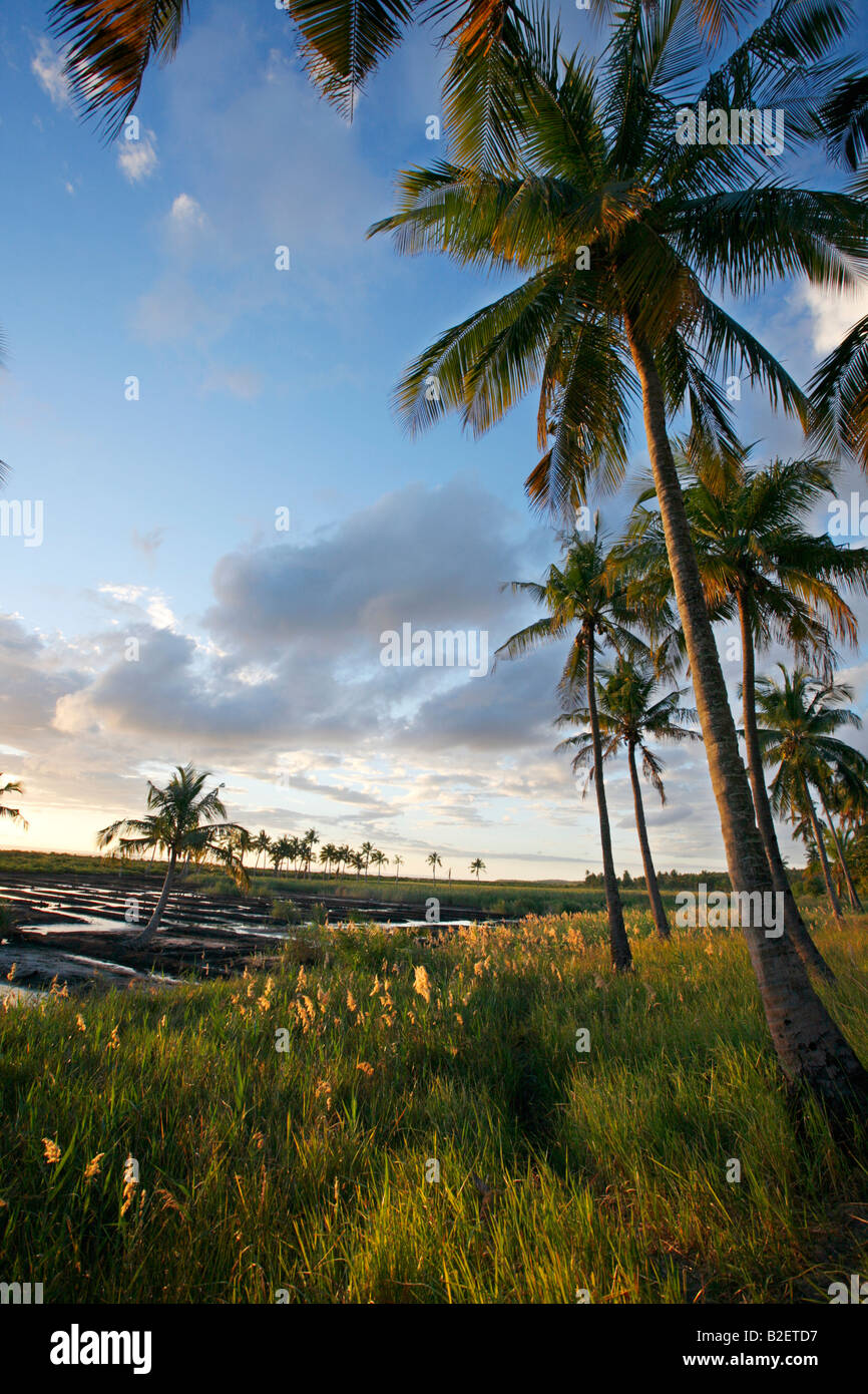 Pomeriggio caldo in illuminazione di palme da cocco sulla frangia di flood-irrigato orti Foto Stock