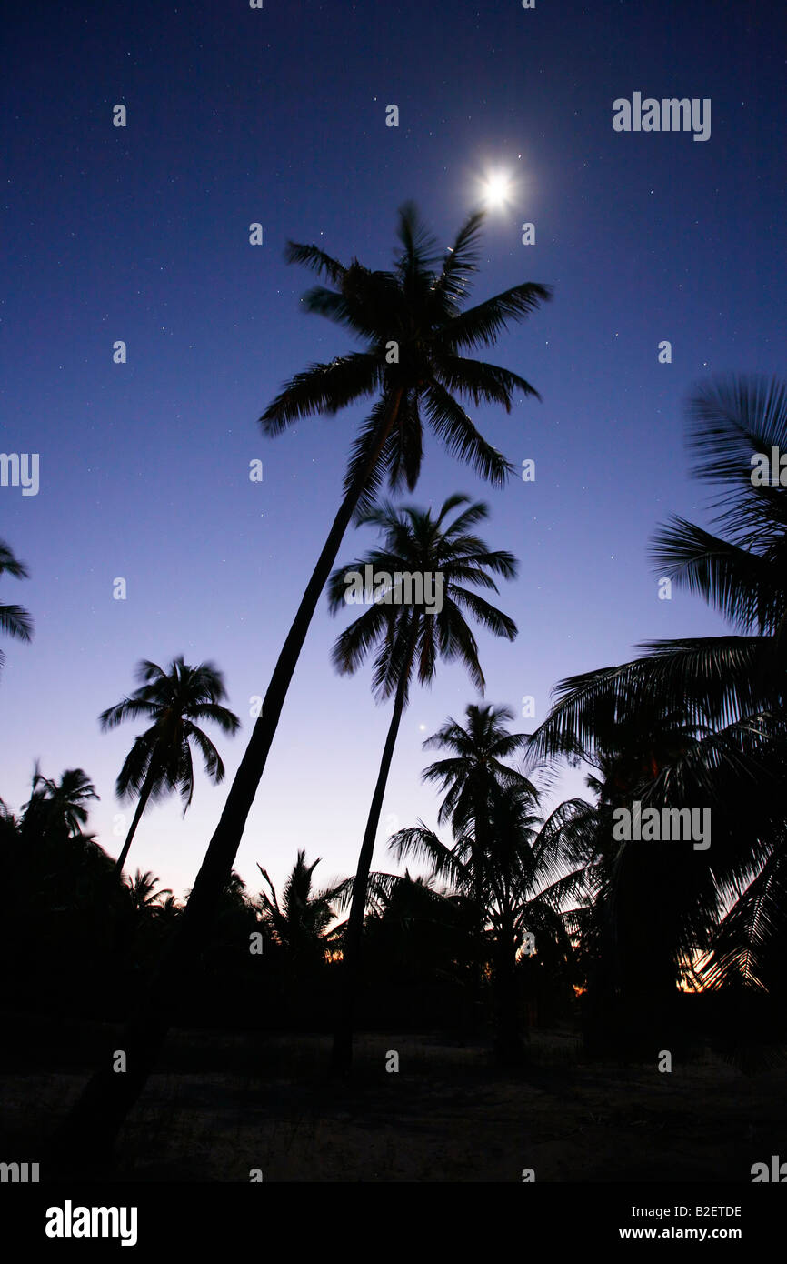Stagliano palme di cocco di notte con le stelle lucenti in una notte di luna sky Foto Stock