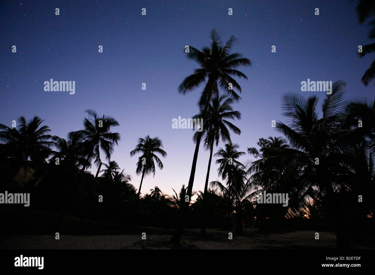 Stagliano palme di cocco di notte con una stelle che brillano nel cielo notturno Foto Stock