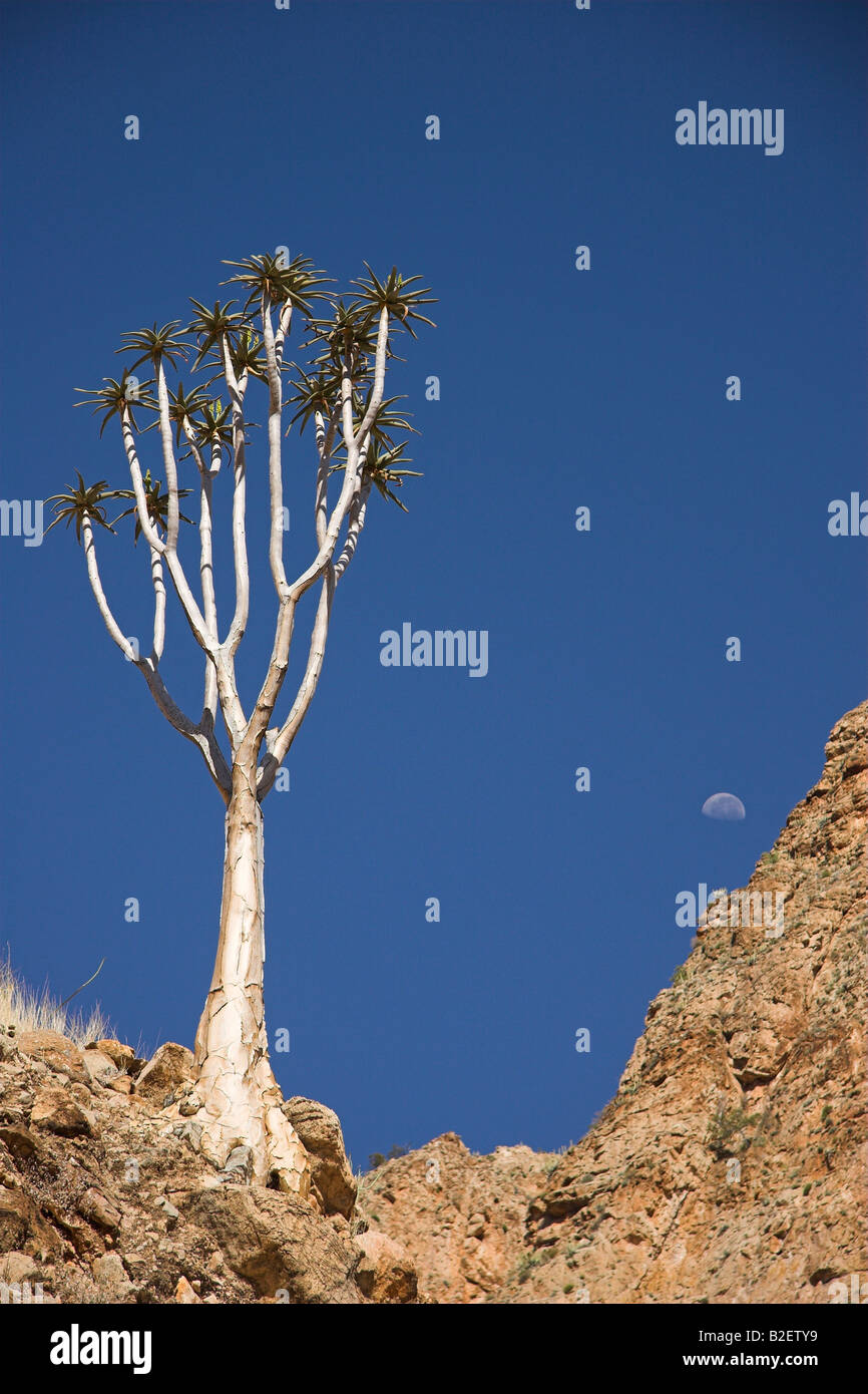 Kocurboom (Aloe dichotoma) e luna Foto Stock