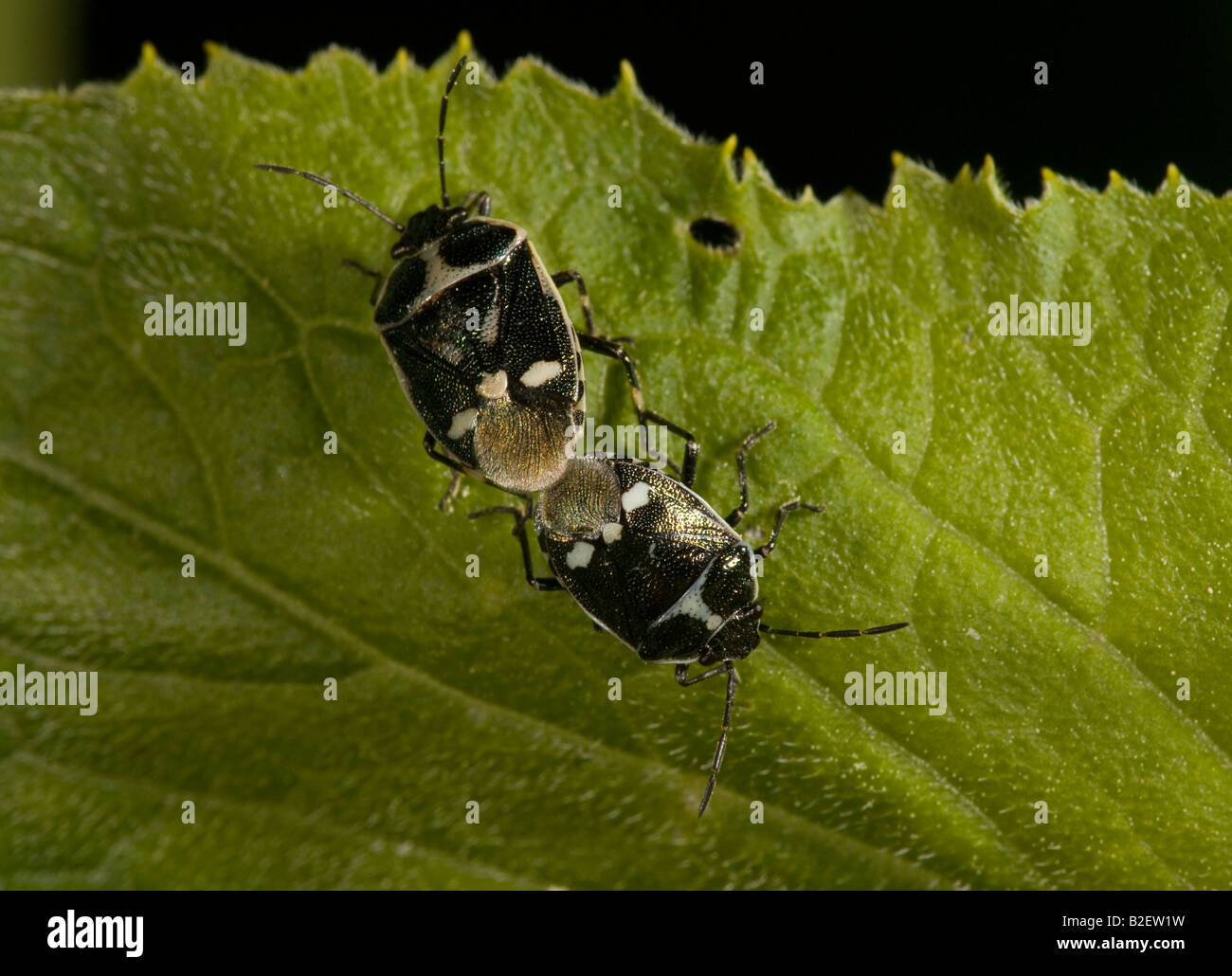 Pied scudo bug Sehirus accoppiamento bicolor Oland Svezia Foto Stock