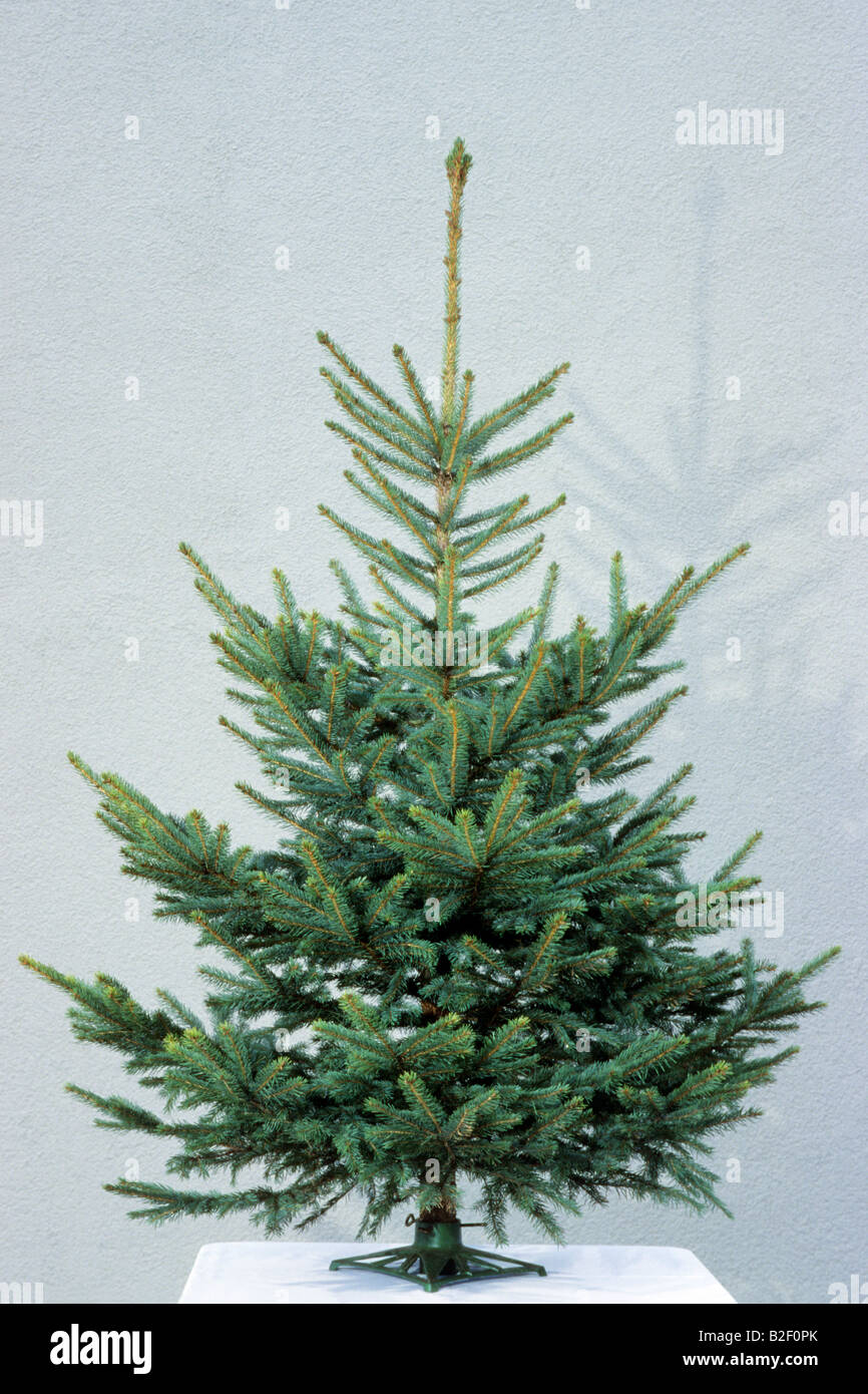 Blue Abete (Picea pungens) come un non decorato albero di Natale Foto Stock