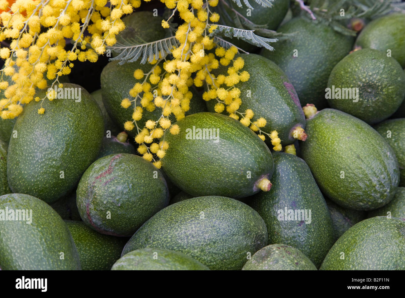 Avocado Foto Stock