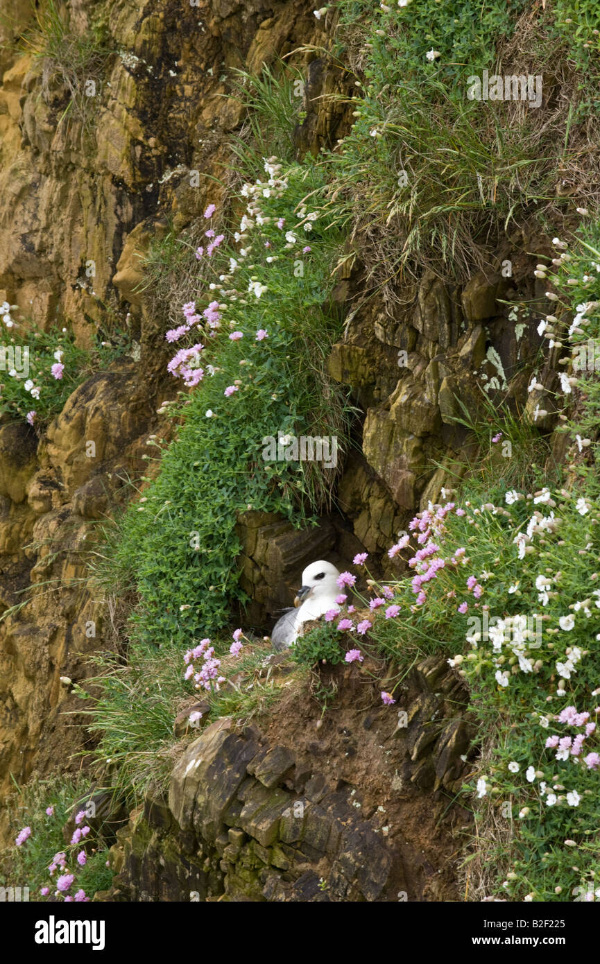 Fulmar (Fulmarus glacialis) adulto sul nido in scogliera con parsimonia di fioritura (Armeria marittima) Fair Isle Isole Shetland Scozia Scotland Foto Stock