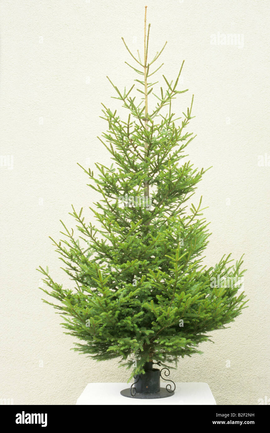 Abete rosso, comune Abete rosso (Picea abies) come non decorato albero di Natale Foto Stock