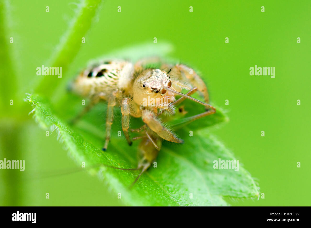 Una lince spider sulle foglie delle malerbe Foto Stock