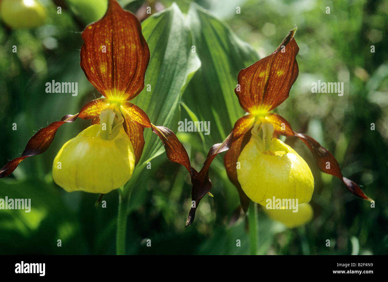 Pianella della Madonna orchid - due blossoms / Cypripedium calceolus Foto Stock