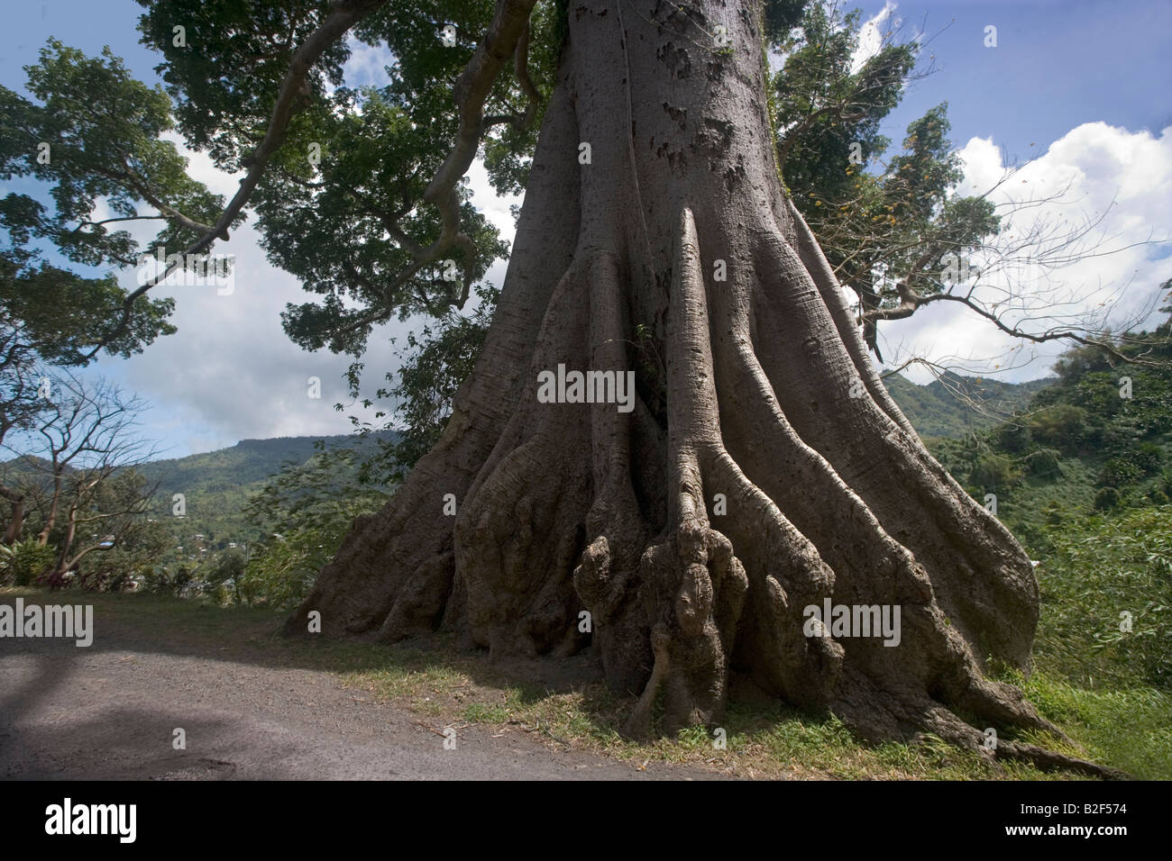Seta gigante Cotton Tree in Grenada West Indies a cui si fa talvolta riferimento come il Diavolo della struttura Foto Stock