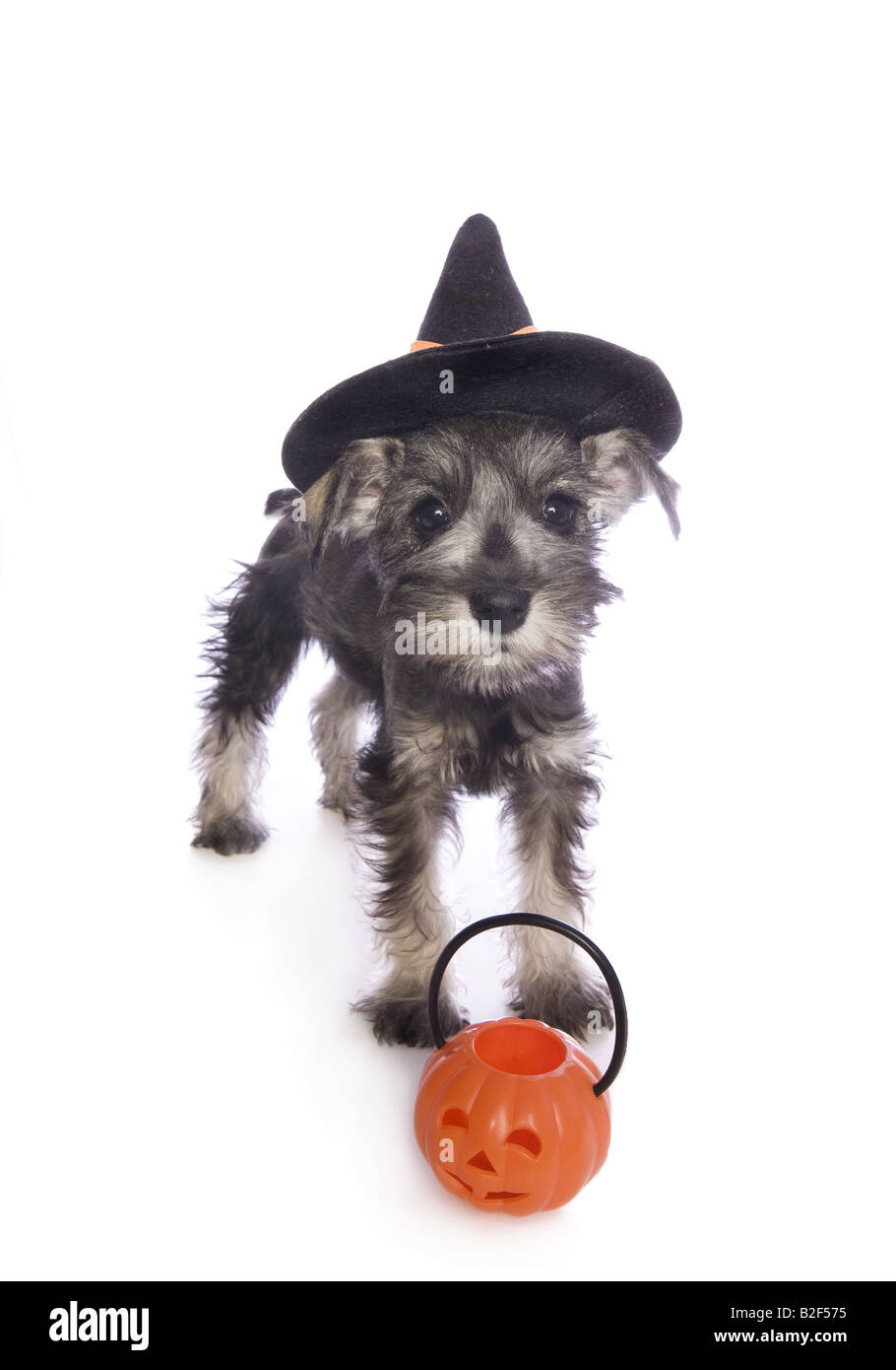 Adorabili in miniatura di Halloween CUCCIOLO SCHNAUZER indossando witch hat costume con zucca arancione jackolantern isolato su bianco Foto Stock