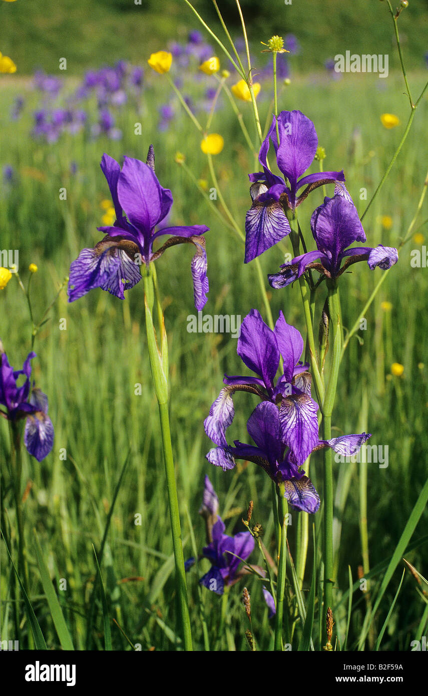 Siberiano / iris Iris sibirica Foto Stock