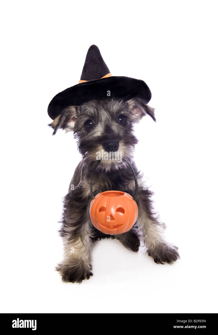 Adorabili in miniatura di Halloween CUCCIOLO SCHNAUZER indossando witch hat costume con zucca arancione jackolantern isolato su bianco Foto Stock