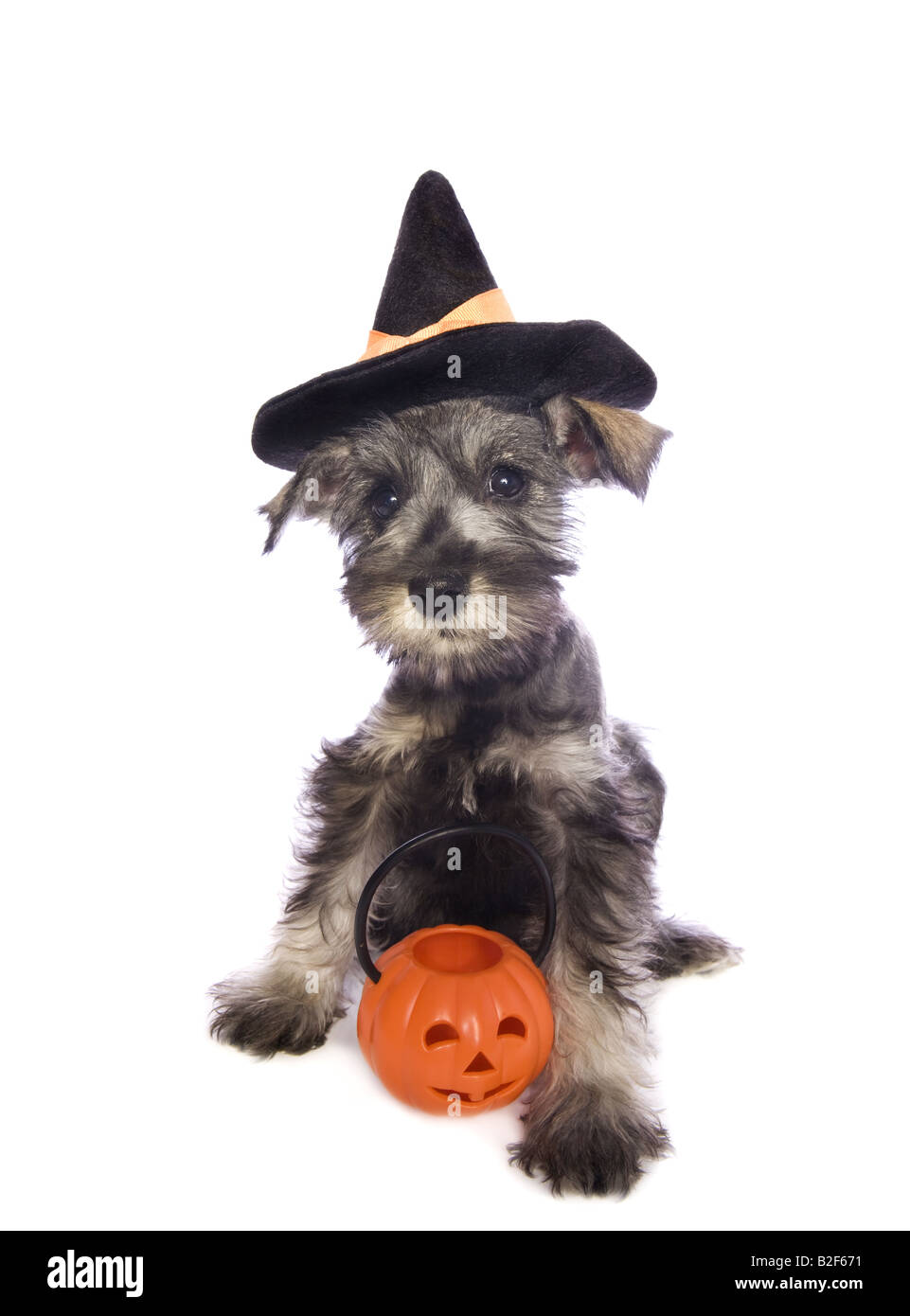 Adorabili in miniatura di Halloween CUCCIOLO SCHNAUZER indossando witch hat costume con zucca arancione jackolantern isolato su bianco Foto Stock