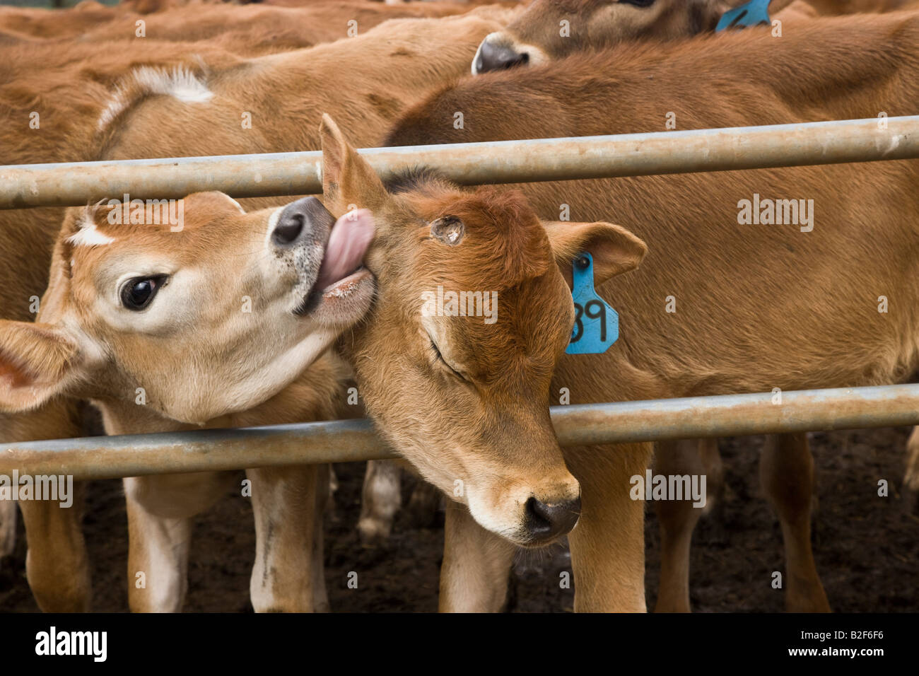 I giovani vitelli Jersey comunicante Foto Stock