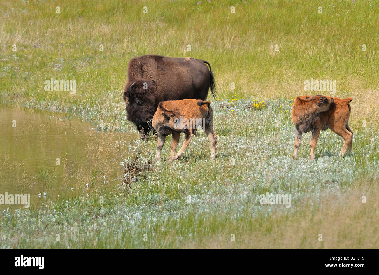 Una madre bison con twin vitelli Foto Stock