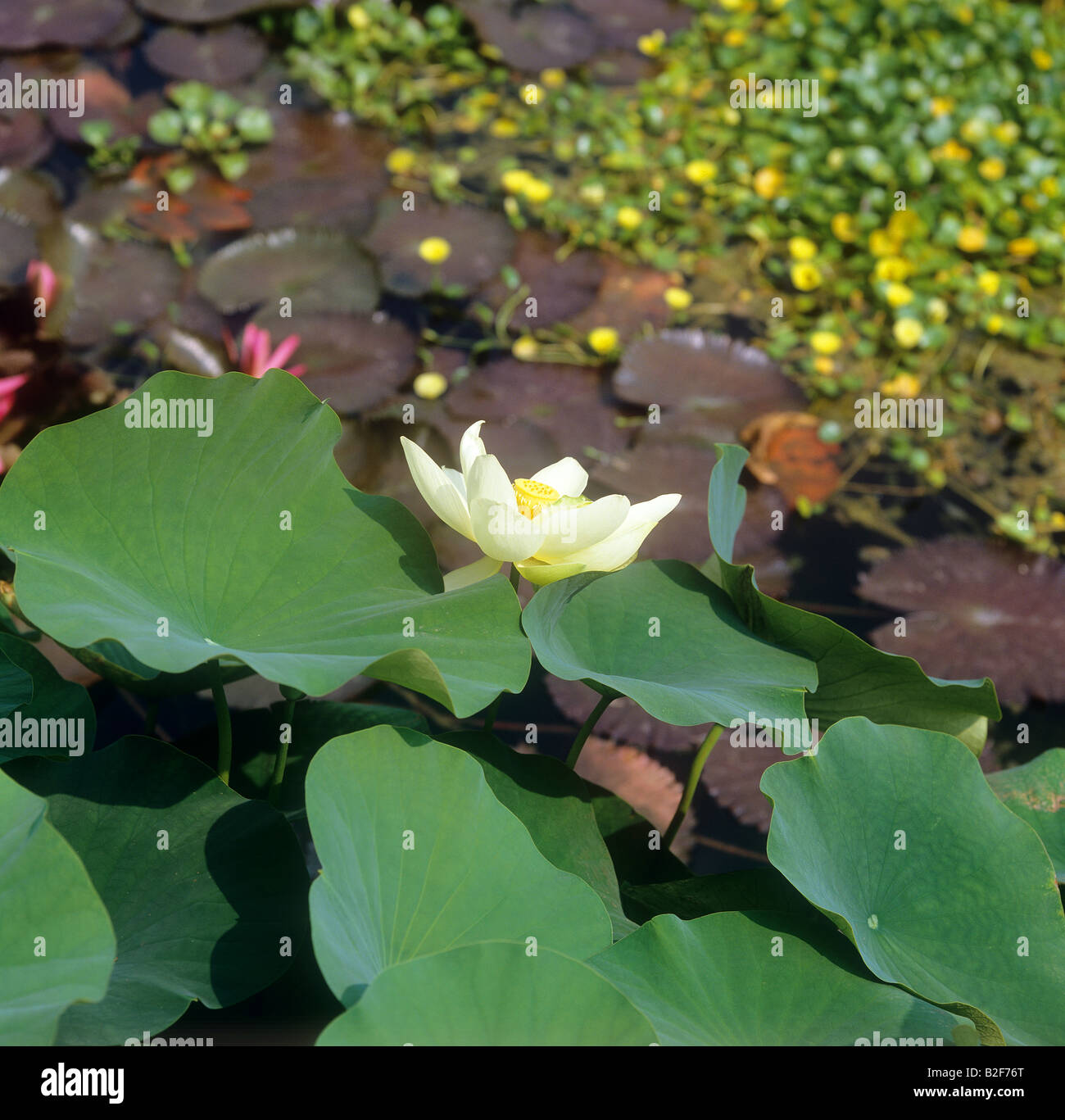 Indian Lotus - blossom / Nelumbo nucifera Foto Stock