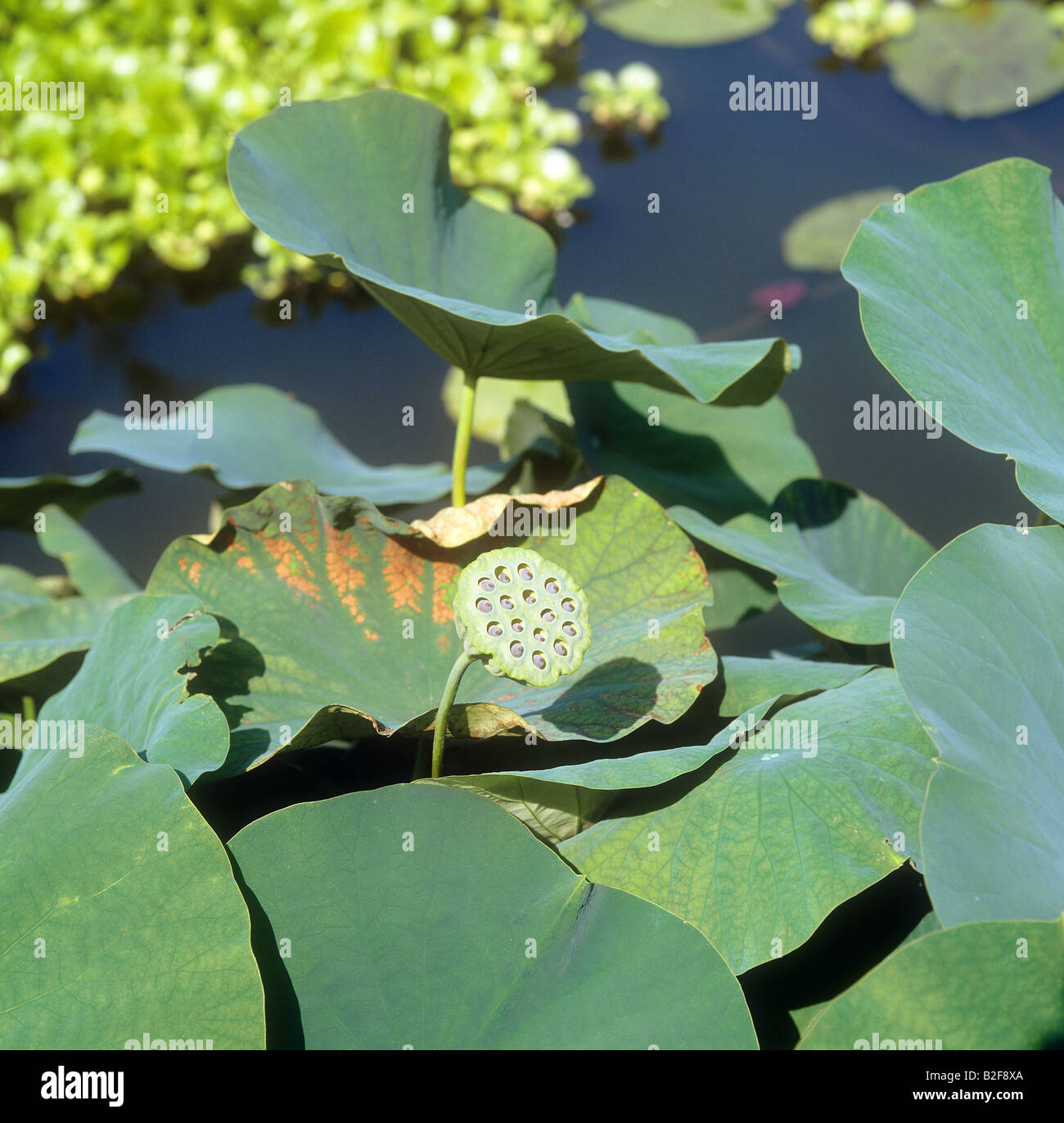 Indian Lotus / Nelumbo nucifera Foto Stock