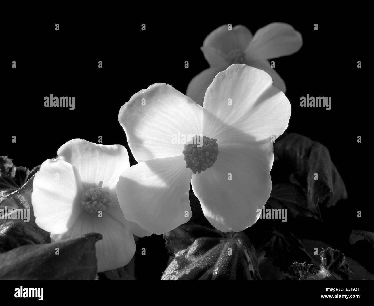 Begonia fiore, Begonia hibrid , bianco e nero close up Foto Stock