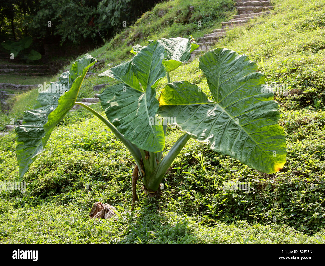 Bulbi Orecchie Di Elefante (Colocasia) - 8 Bulbi, Piante Tropicali Per Giardino O Vaso