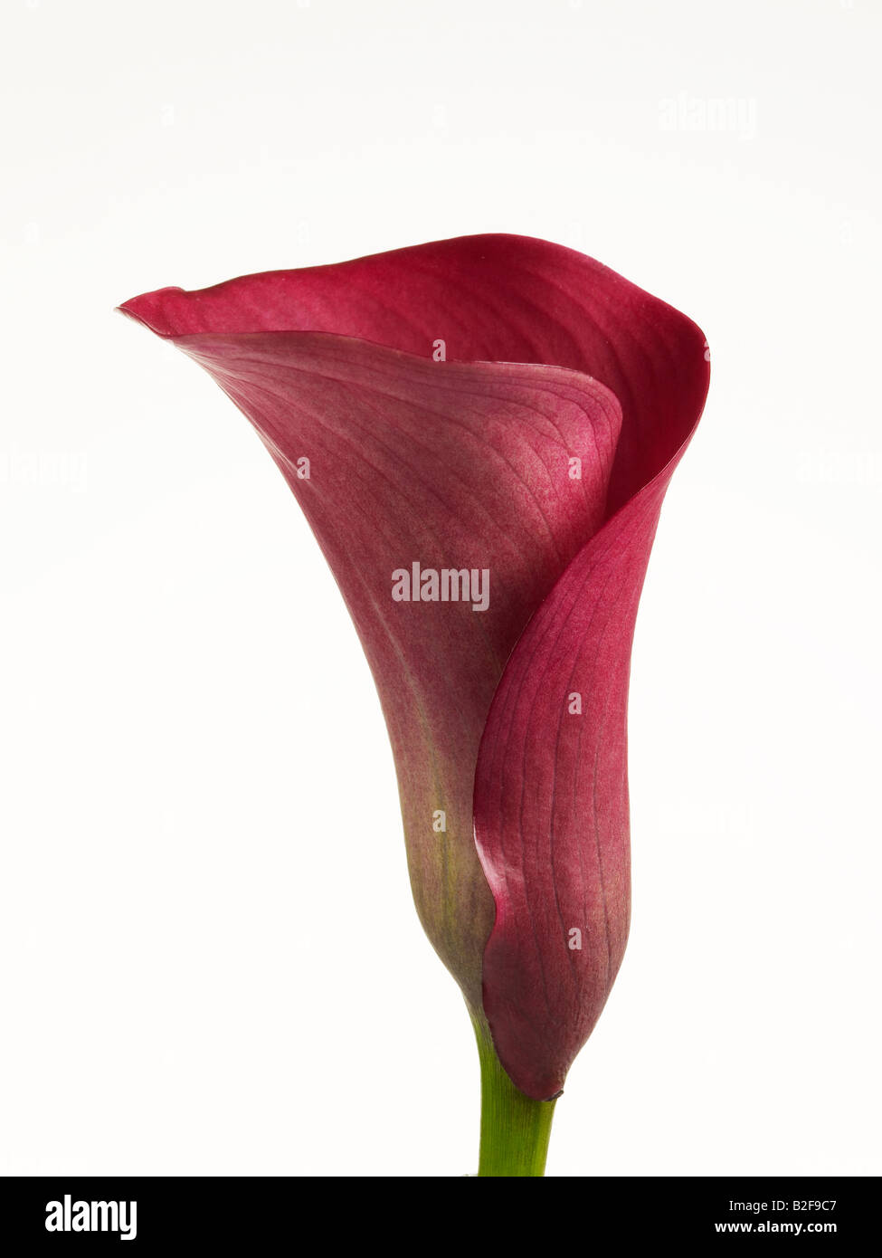 Calla Foto Stock